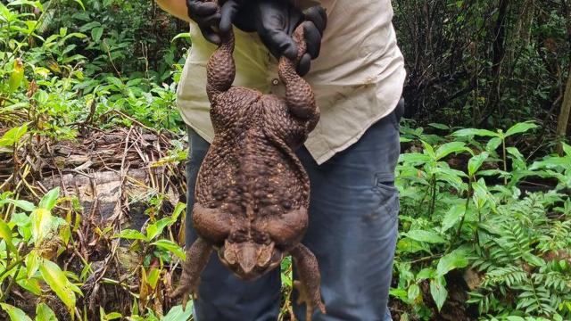 Dünyanın en büyük kara kurbağası Avustralya'da bulundu