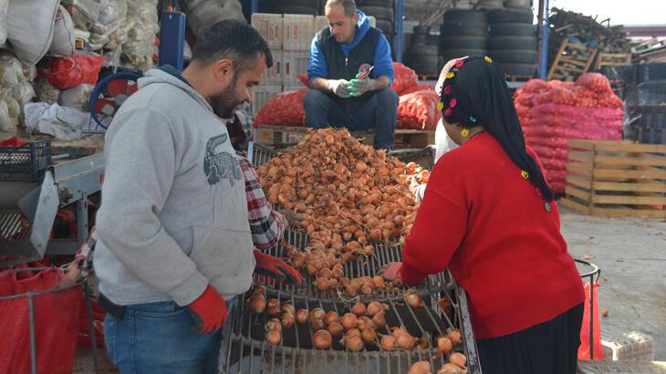 Adana'da soğan hasadı başladı; fiyatların düşmesi bekleniyor