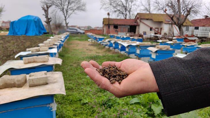 Bursa'da toplu arı vefatları