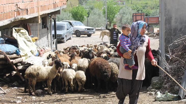 Dört çocuk annesi devletten aldığı takviyeyle 230 koyunluk sürünün sahibi oldu