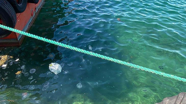 Çanakkale Boğazı'nda zehirli tehlike! Pusula denizanası