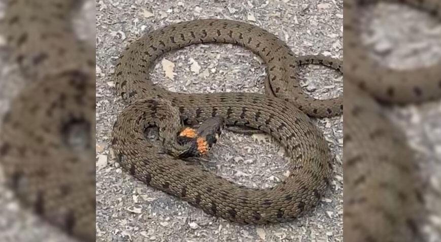 Kastamonu'da kent merkezinde yılan paniği! Gözden kayboldu