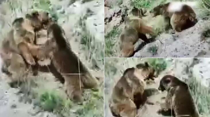 Erkek ayı, dişi ayı ile yavrusunu hengamede öldürdü!