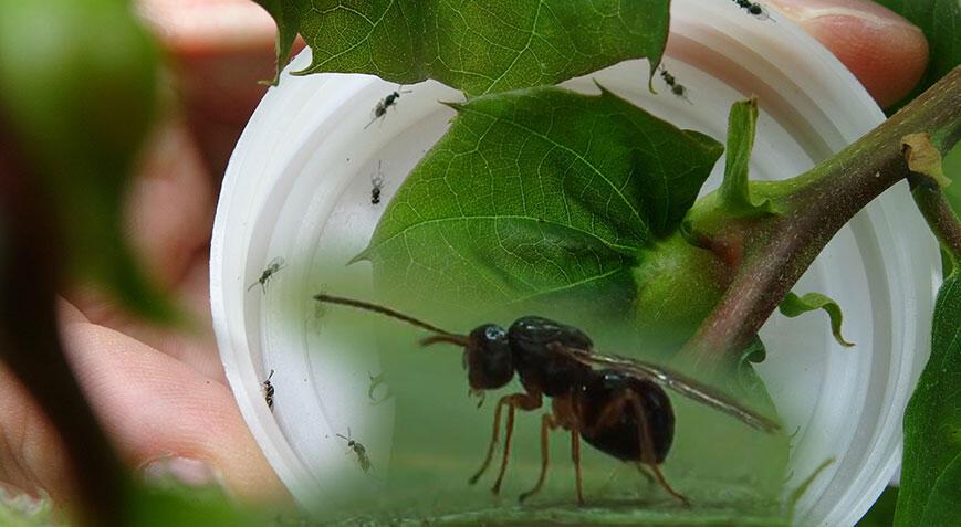 Karadeniz'de 'katil arı' alarmı! Laboratuvarda saklanan ‘Torymus sinensis’ tabiata salındı