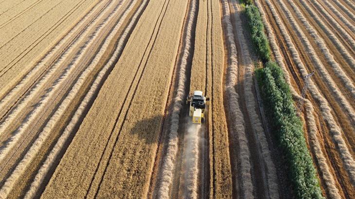 Sarsıntının vurduğu Hatay Amik Ovası'nda buğday hasadı başladı