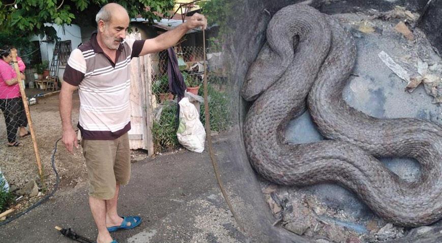 İki kentte yılan paniği! Biri mutfaktan başkası araçtan çıktı