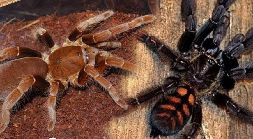 76 tane yavru tarantula siparişi verdi, yakalanınca 'biyoloji dersi' için dedi