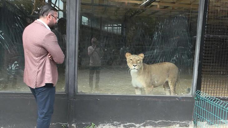 Beykoz'da aslan kaçtı savı: Kafeslerin kapılarını bile şifresiz açamıyoruz