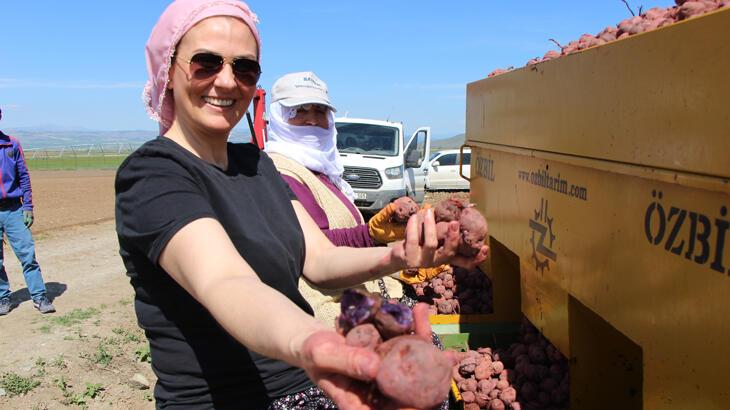 Cambridge mezunu bayan çiftçi, mor patatesi Anadolu’da yaygınlaştırmaya çalışıyor