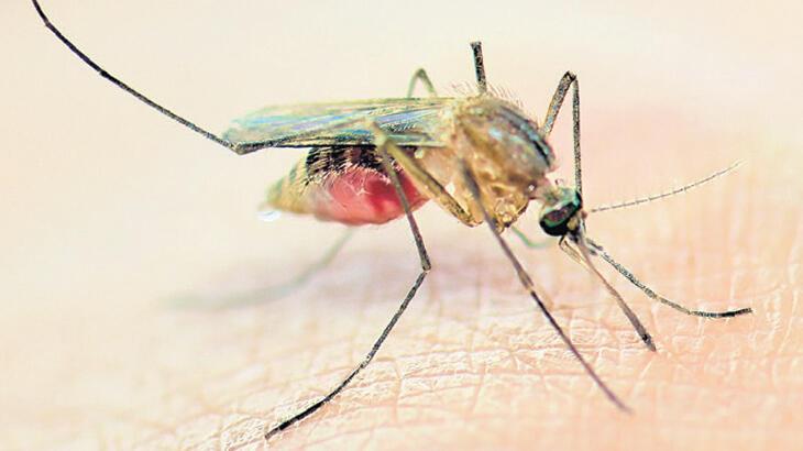 Sivrisineklerden korunma yolları