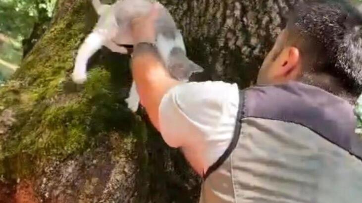Sular yükselince ağaçta mahsur kalan kedi kurtarıldı