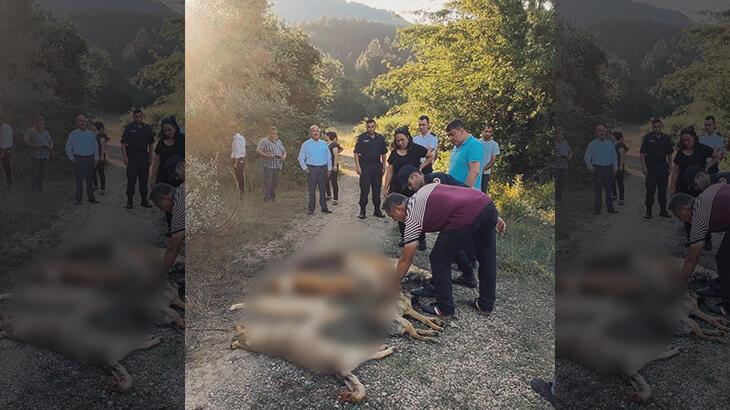 Bolu'da vahim olay! 6 köpek zehirlenmiş halde meyyit bulundu