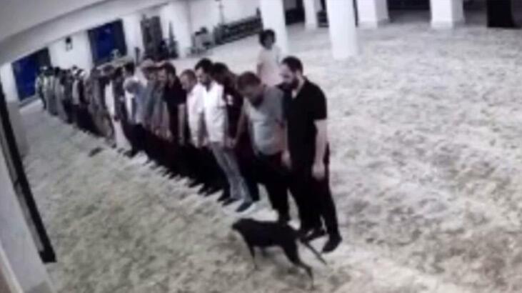 İstanbul'da cemaatin mescide giren köpekle imtihanı!