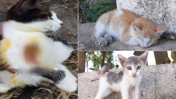 İstanbul'da şok argüman: Kedilerin üzerine asit döküldü