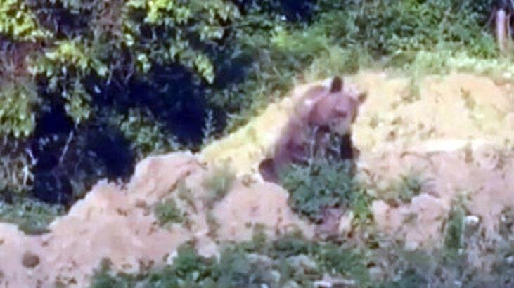  Sinop’un Ayancık ilçesinde karnını doyurmaya çalışan ayı kameraya yakalandı