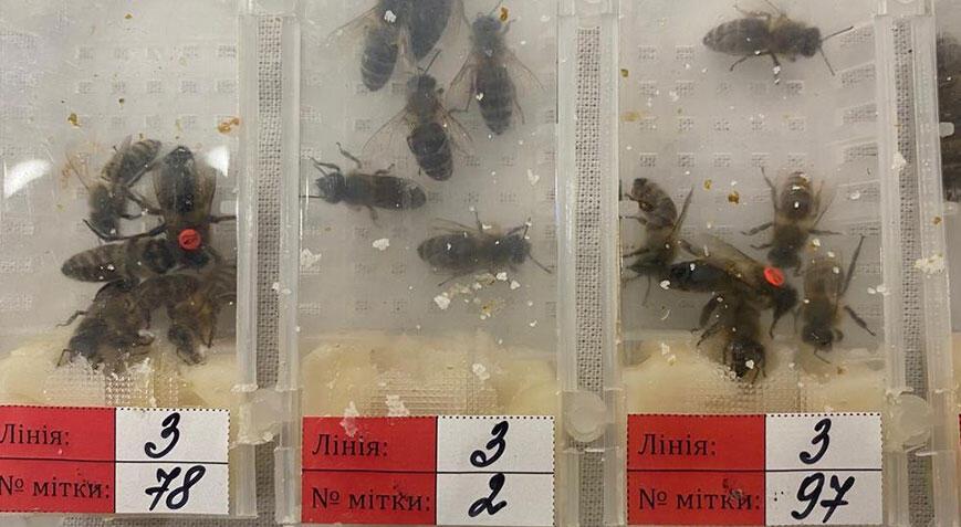 Tam bin 240 canlı arı! Sabiha Gökçen Havalimanı’ında ele geçirildi